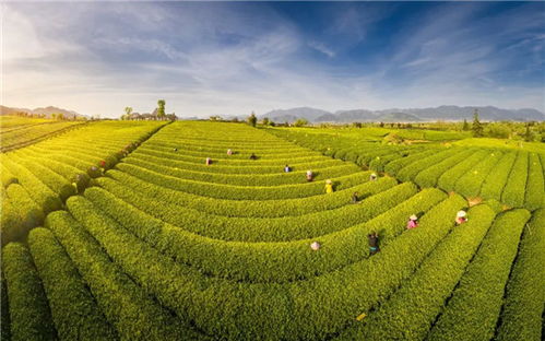 茶香滿松陽 融合創新賦能農副產品銷售新篇章