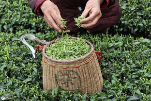 小產區茶 優勢、挑戰與科學發展路徑
