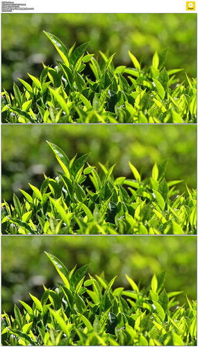 紅動中國 茶葉種植園的視覺美學與設(shè)計素材全覽