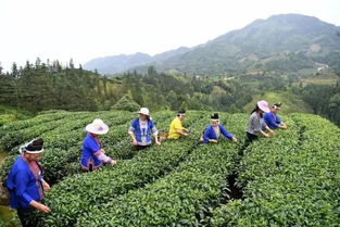 三江扶貧隊員 侗歌傳唱新生活，農(nóng)副產(chǎn)品暢銷路