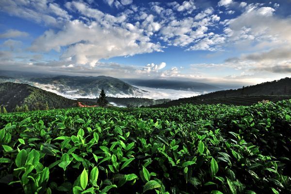 古樹茶 vs 臺地茶 一杯茶背后的生態(tài)、風味與市場選擇