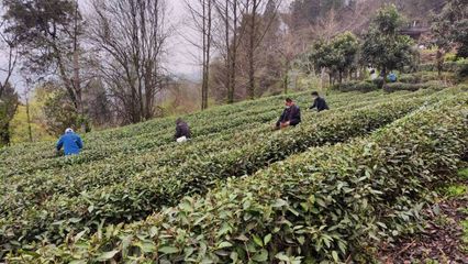 武當太子坡 茶香漫山野，農(nóng)場帶富一方人