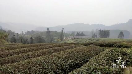 內(nèi)江威遠萬畝茶園吐新芽 茶農(nóng)采茶迎豐收，農(nóng)副產(chǎn)品銷售新篇章
