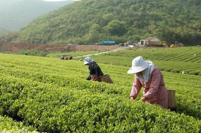 草根“茶人”羅平琴 茶山種出致富夢，年入40萬的創(chuàng)業(yè)心路