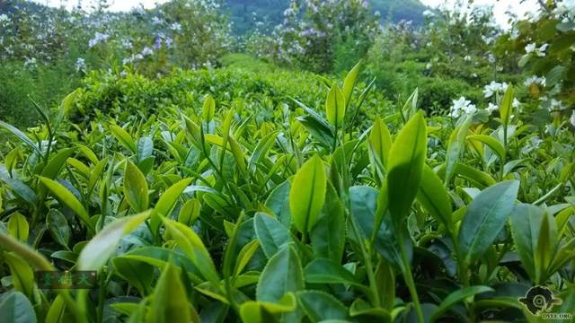 清遠擎畫茶業藍圖 英德紅茶劍指“中國紅茶第一品牌”，百萬畝產區蓄勢待發