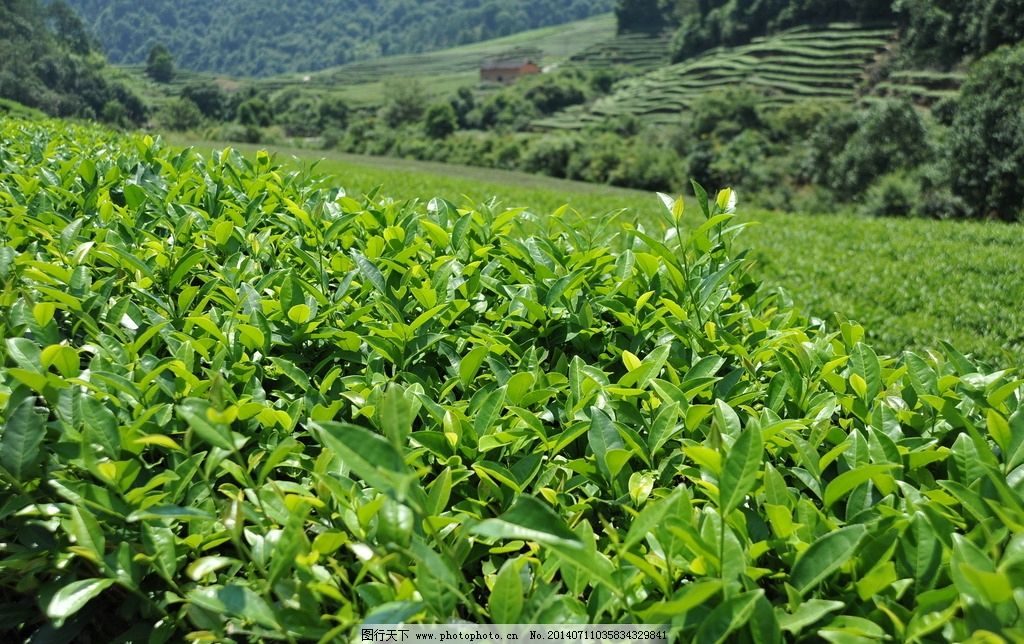 茶葉圖片與農(nóng)副產(chǎn)品銷售 視覺時代的鄉(xiāng)村經(jīng)濟新引擎