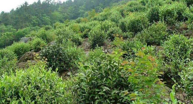 種茶必讀 三大關(guān)鍵條件與農(nóng)副產(chǎn)品銷售策略