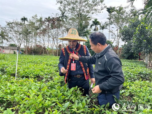 隕石坑旁茶飄香 白沙有機茶引領(lǐng)茶旅融合新賽道